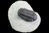 Detailed Morocops Trilobite - Visible Eye Facet #86761-1
